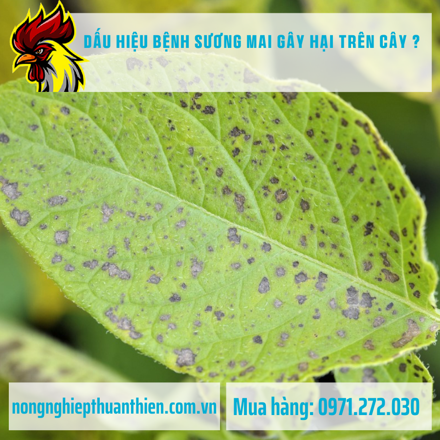 DẤU HIỆU BỆNH SƯƠNG MAI GÂY HẠI TRÊN CÂY ? DẤU HIỆU BỆNH SƯƠNG MAI GÂY HẠI TRÊN CÂY ?