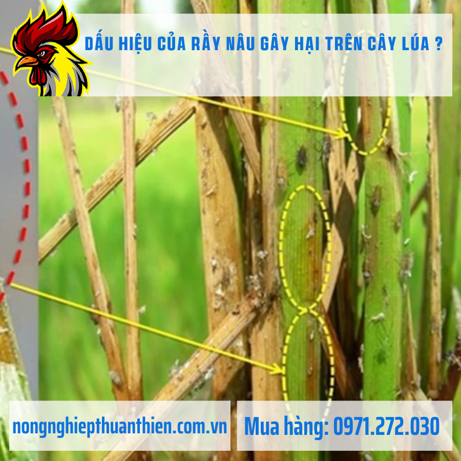 DẤU HIỆU CỦA RẦY NÂU GÂY HẠI TRÊN CÂY LÚA ? DẤU HIỆU CỦA RẦY NÂU GÂY HẠI TRÊN CÂY LÚA ?