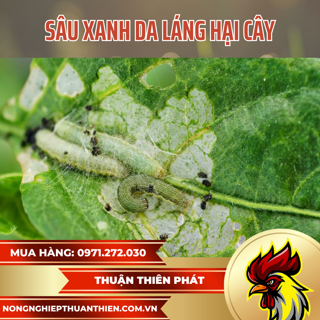 SÂU XANH DA LÁNG