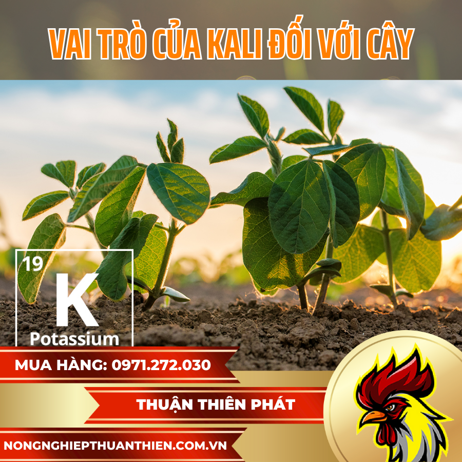 NGUYÊN TỐ KALI ĐỐI VỚI CÂY TRỒNG