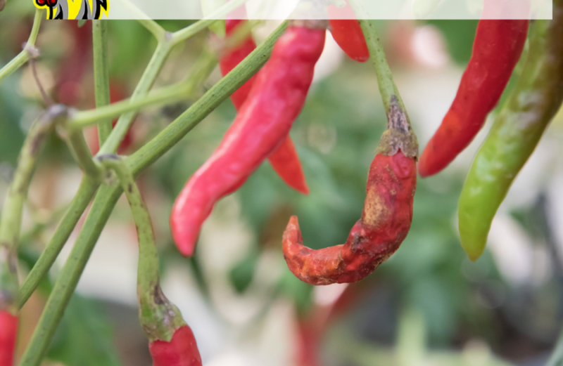 DẤU HIỆU NHẬN BIẾT BỆNH THÁN THƯ